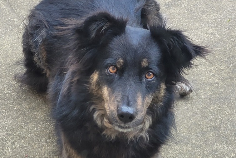 Vermisstmeldung Hund rassenmischung  Männliche , 4 jahre Languidic Frankreich